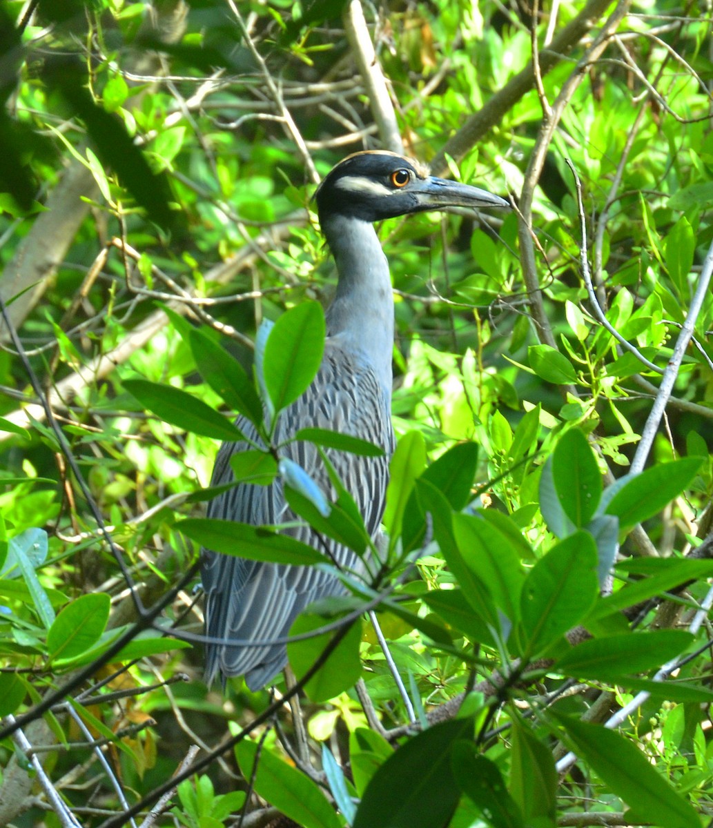 Yellow-crowned Night Heron - ML644194136