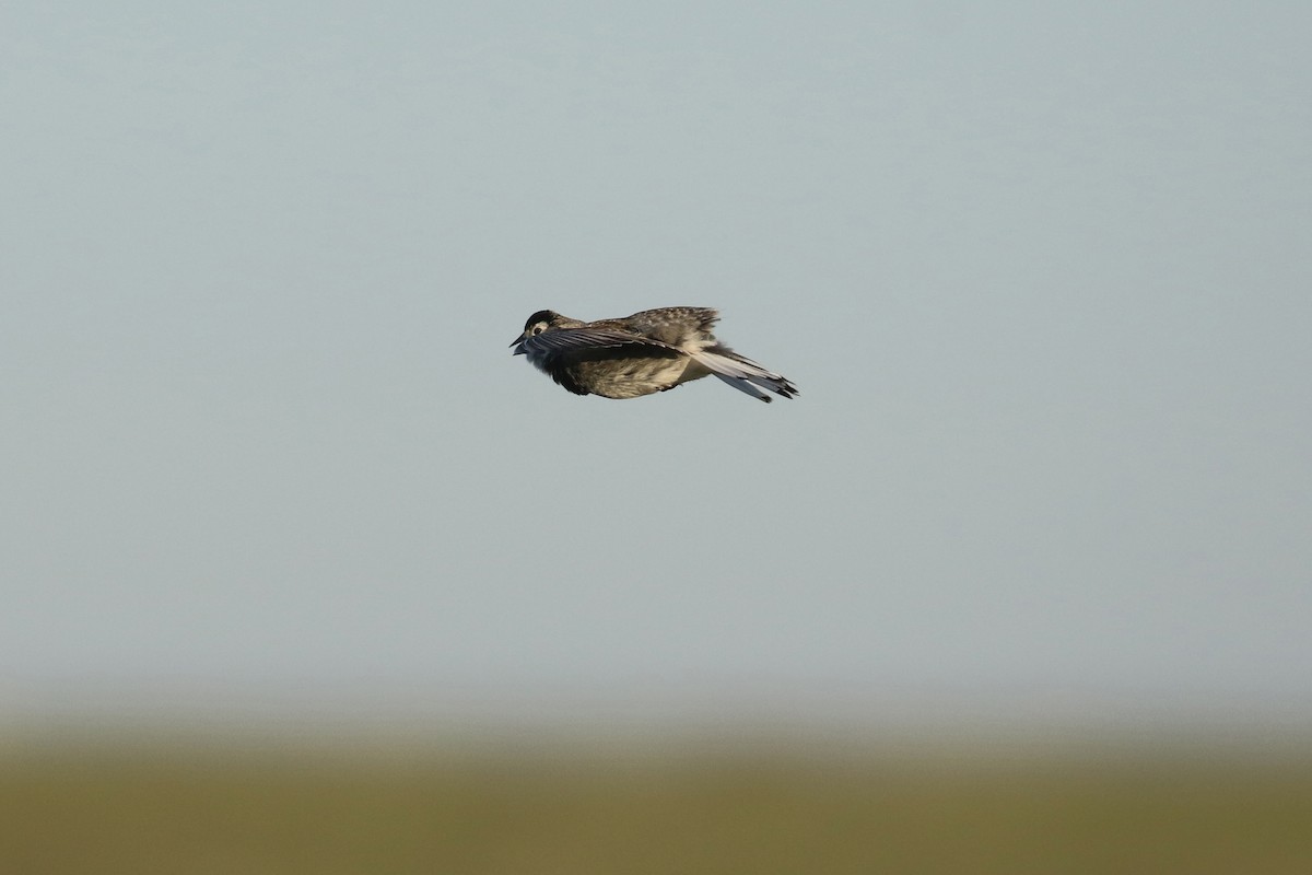 Thick-billed Longspur - ML644194138