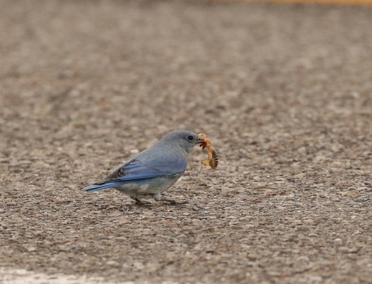 Mountain Bluebird - ML644194184