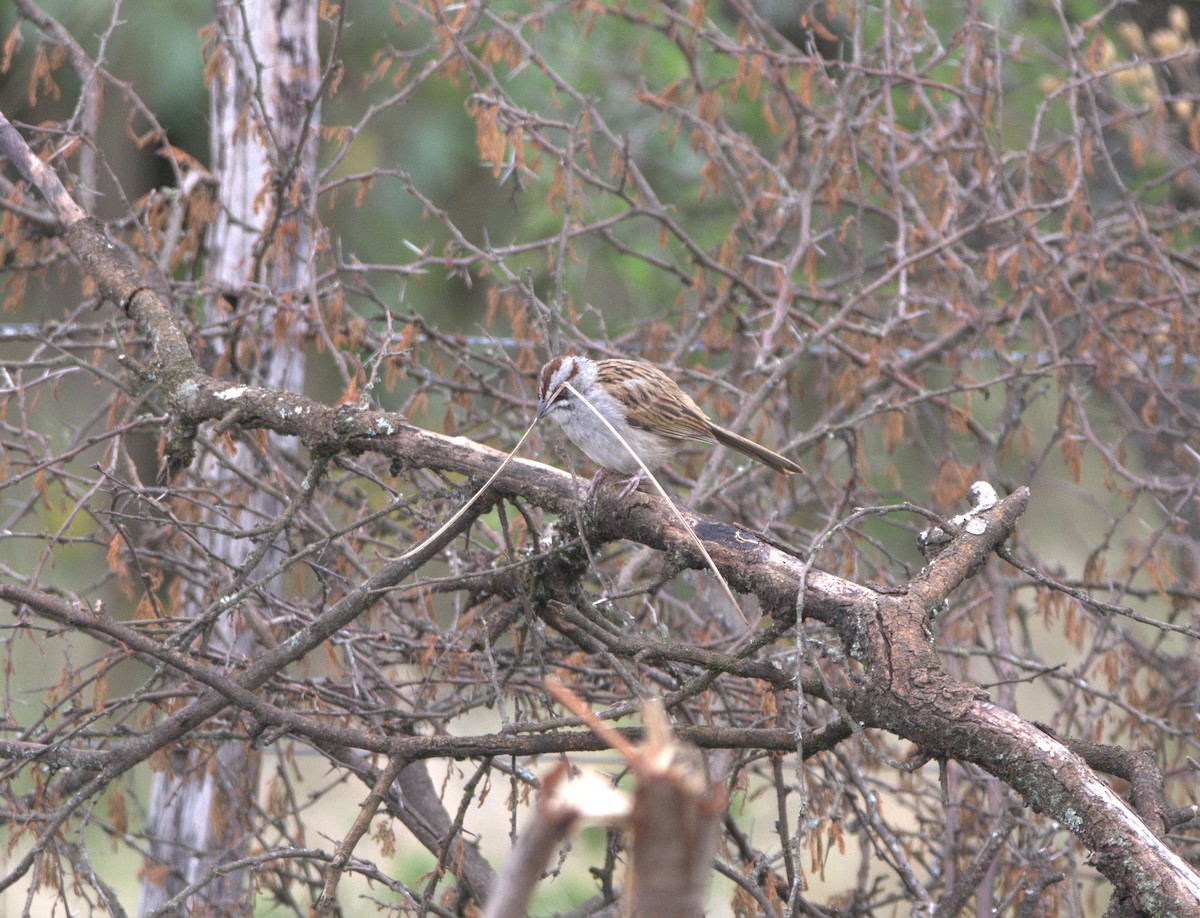 ユンガススズメモドキ - ML644194190