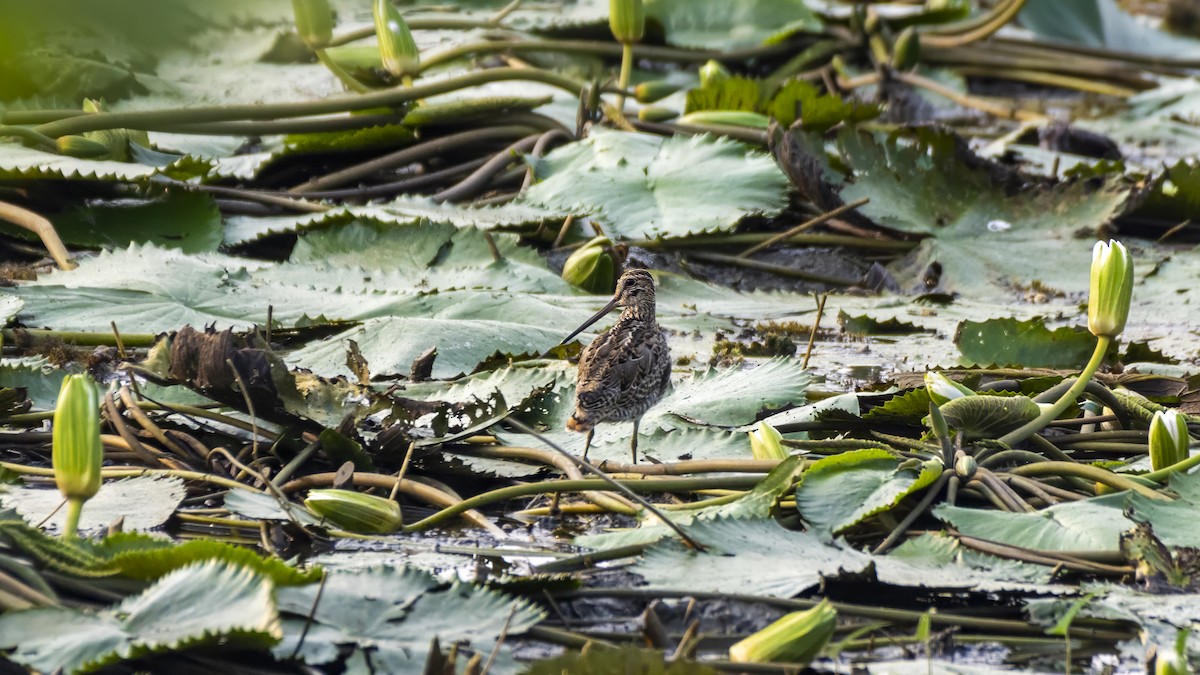 Bekassine/Spießbekassine - ML644194199