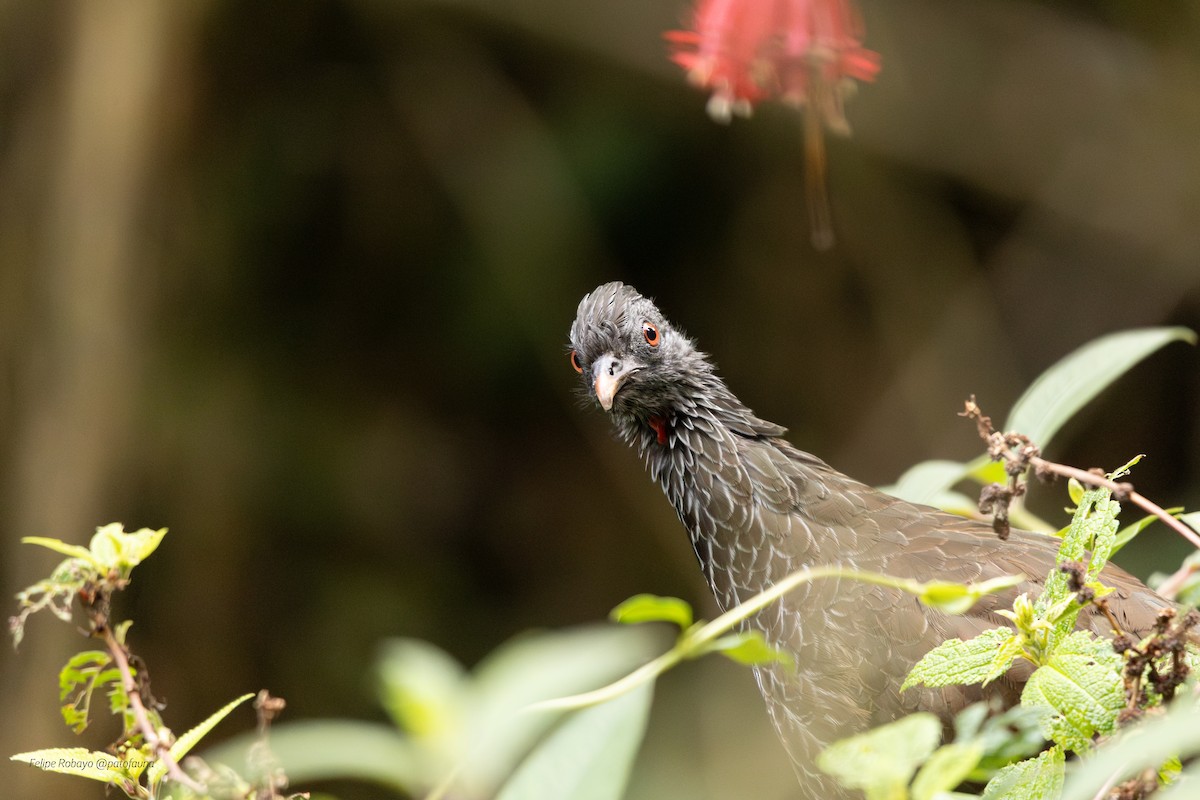 andeshokko - ML644194201