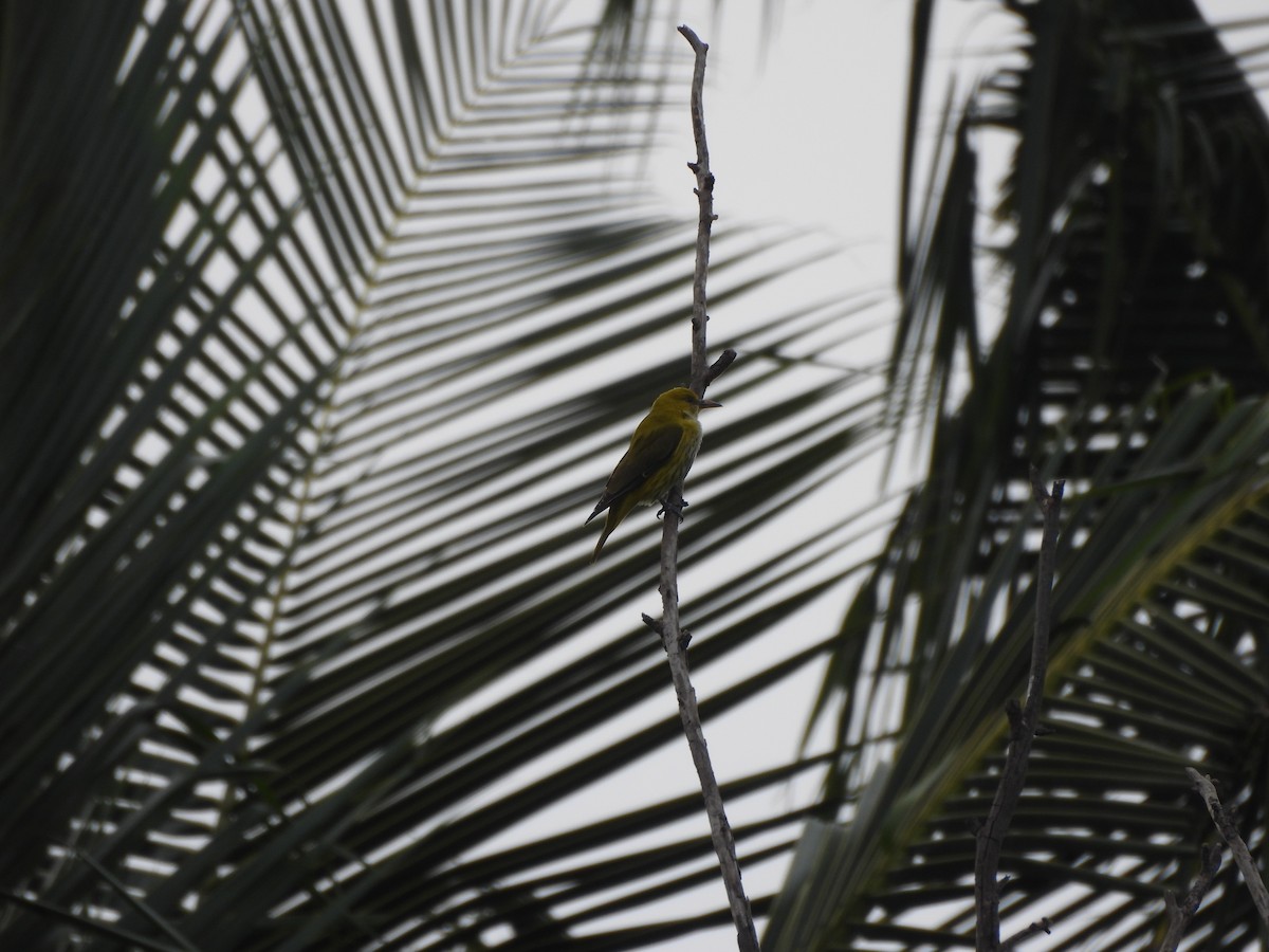 זהבן הודי - ML644194206