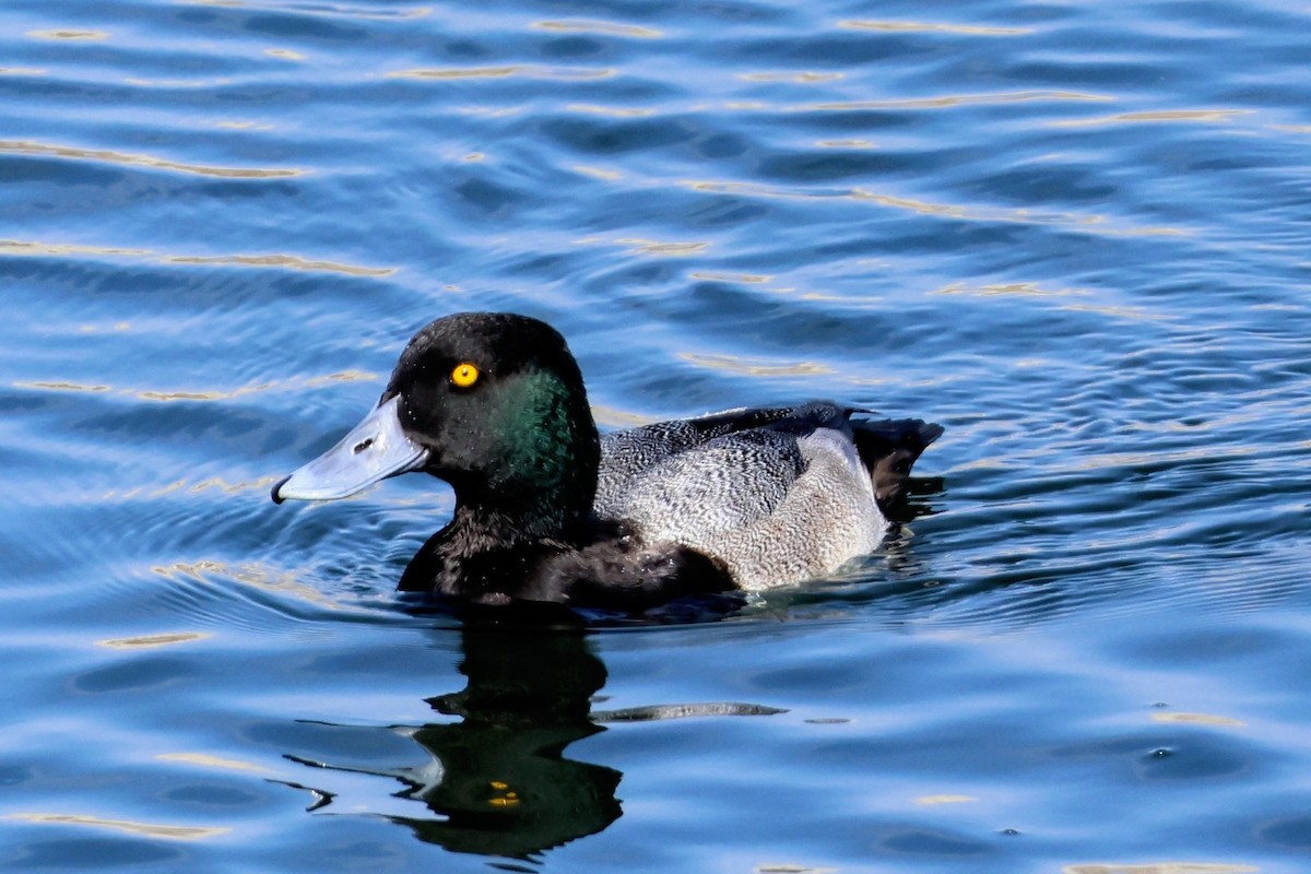 Lesser Scaup - ML644194209
