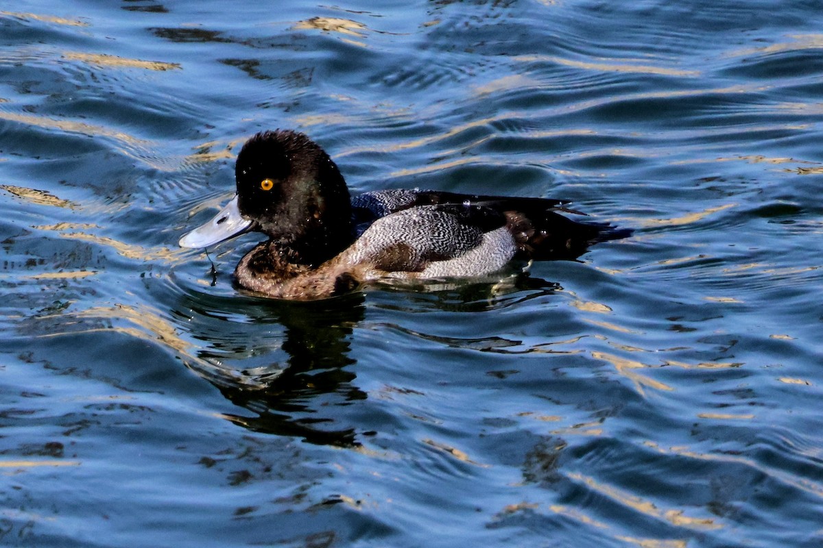 Lesser Scaup - ML644194210