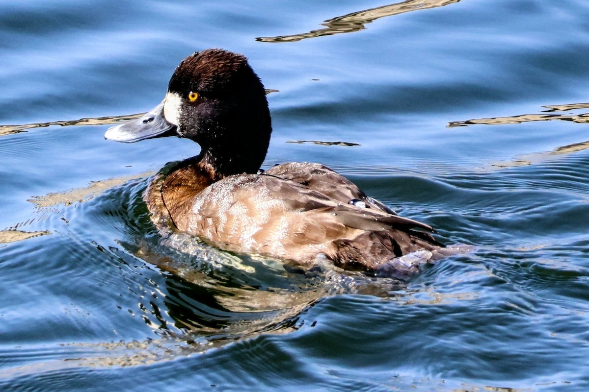 Lesser Scaup - ML644194211