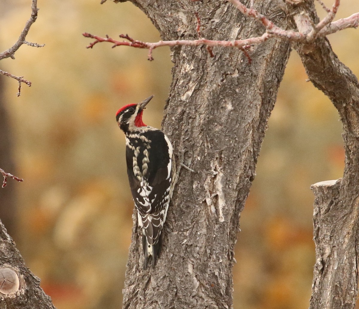 Red-naped Sapsucker - ML644194220