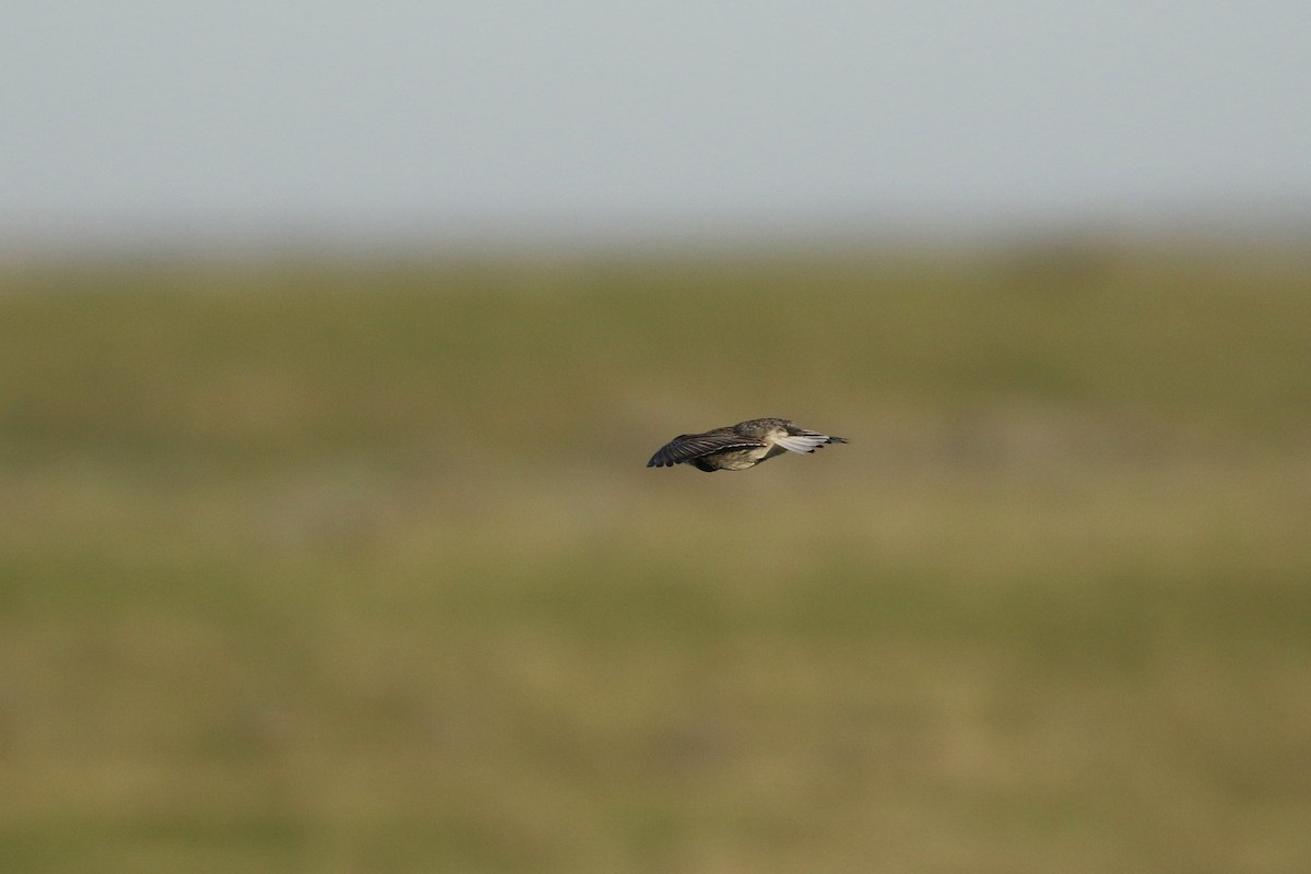 Thick-billed Longspur - ML644194221