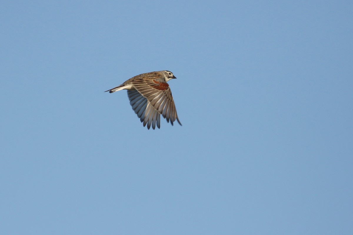 Thick-billed Longspur - ML644194222