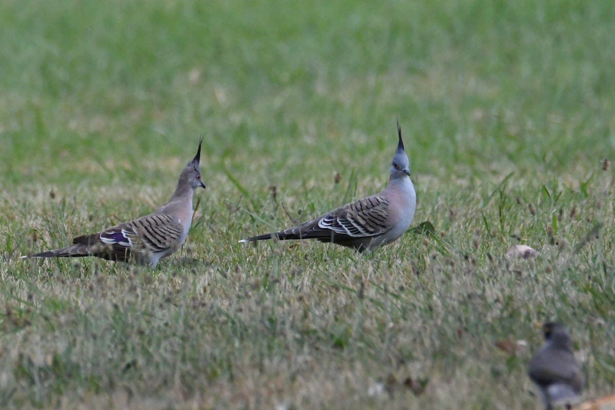 Spitzschopftaube - ML644194254