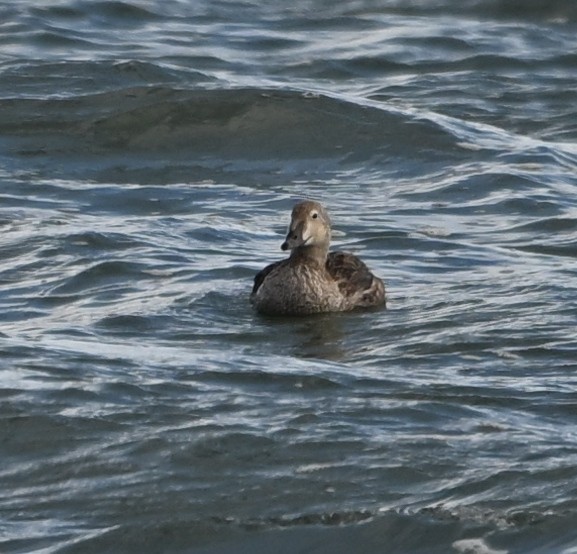 praktærfugl - ML644194259