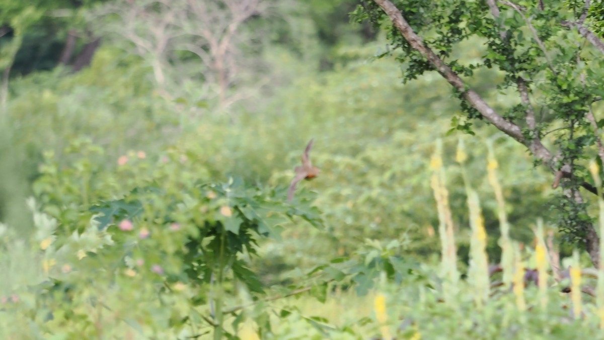 Barred Buttonquail - ML644194277