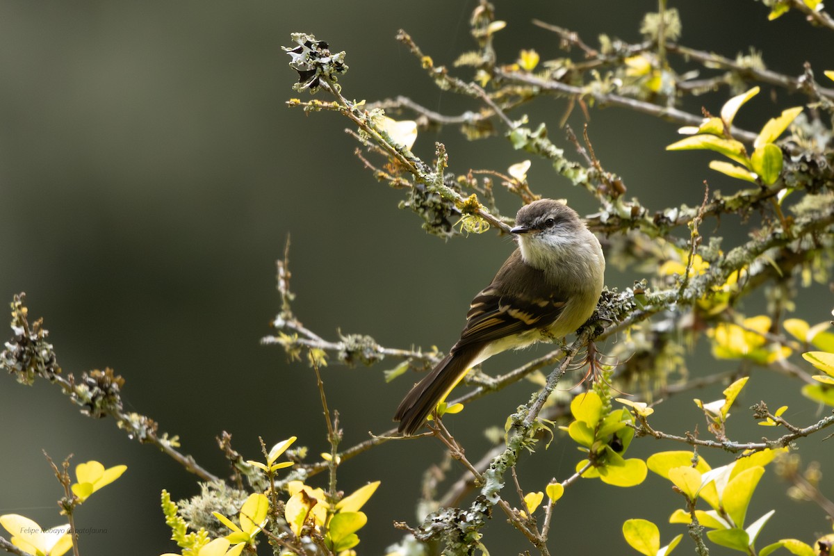 White-throated Tyrannulet - ML644194286