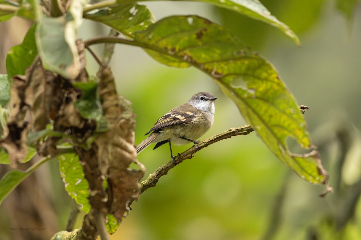 White-throated Tyrannulet - ML644194287