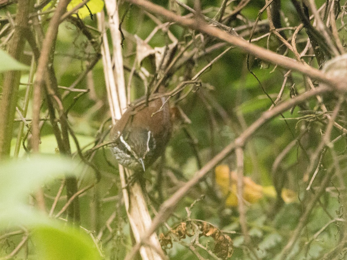 Gray-breasted Wood-Wren - ML644194296