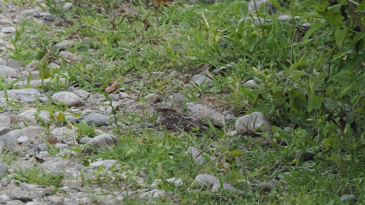 Savanna Nightjar (Sunda) - ML644194297