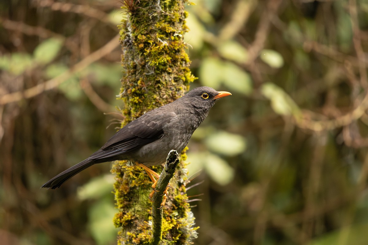 Great Thrush - ML644194302