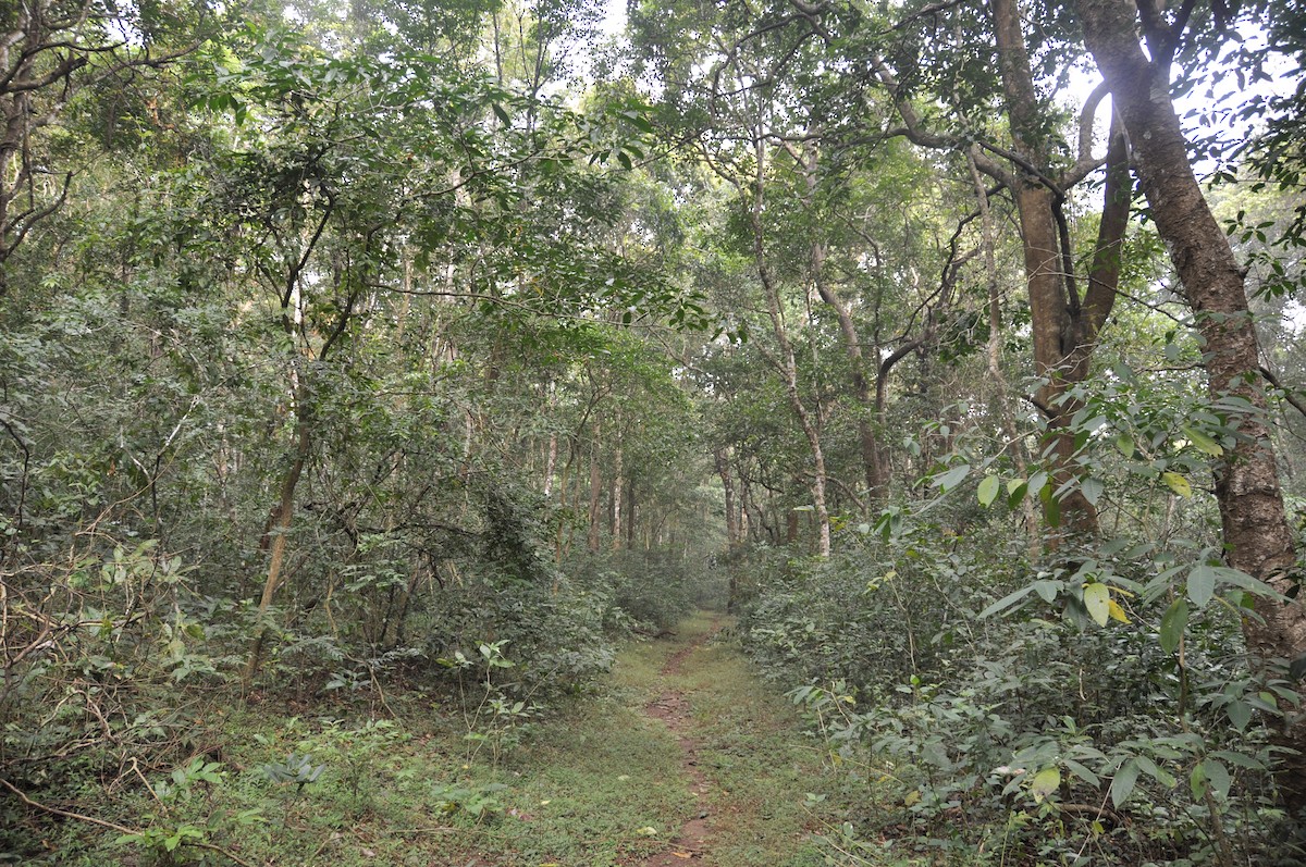 Bronzed Drongo - ML644194313