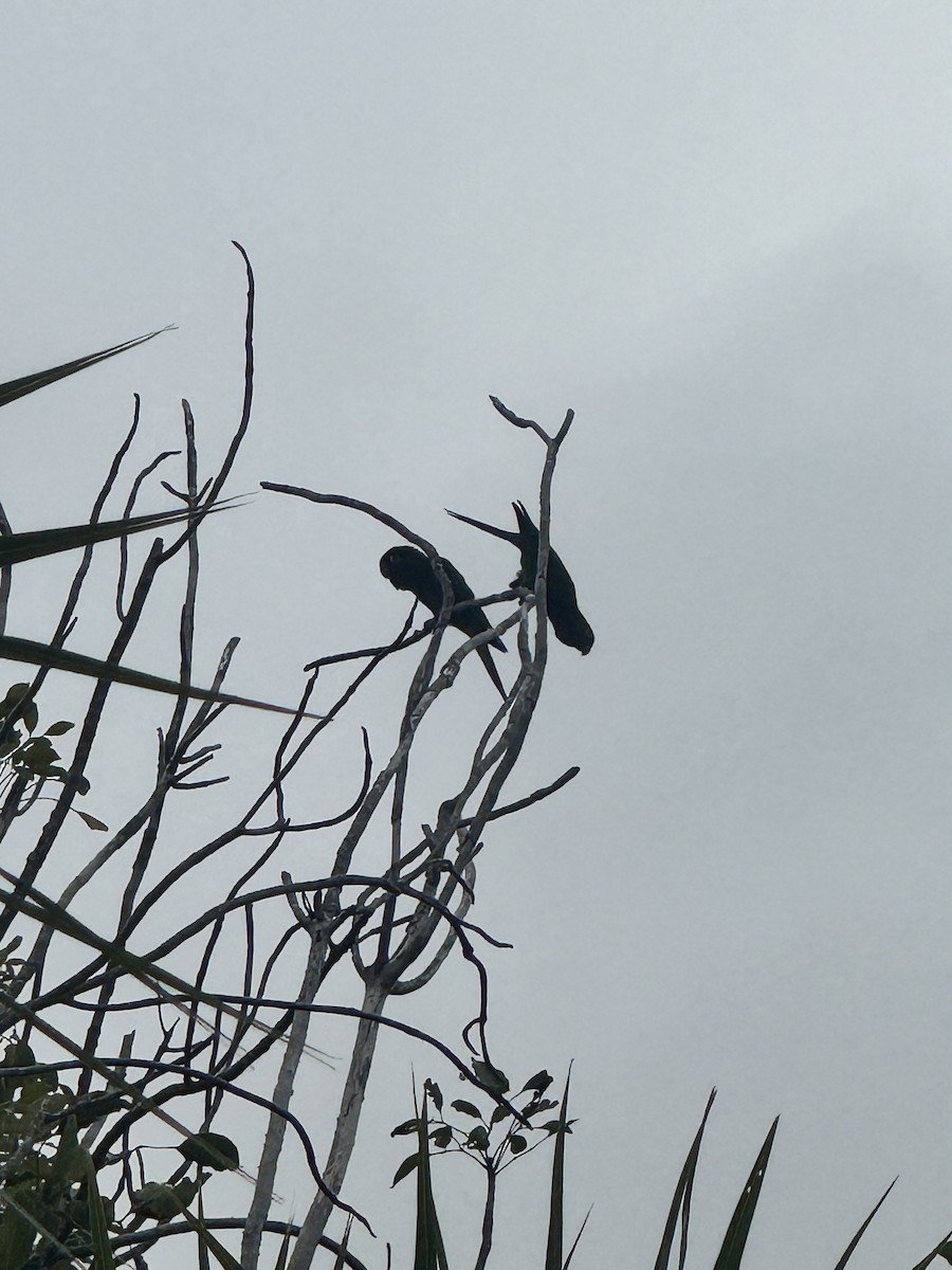 mayaparakitt - ML644194320