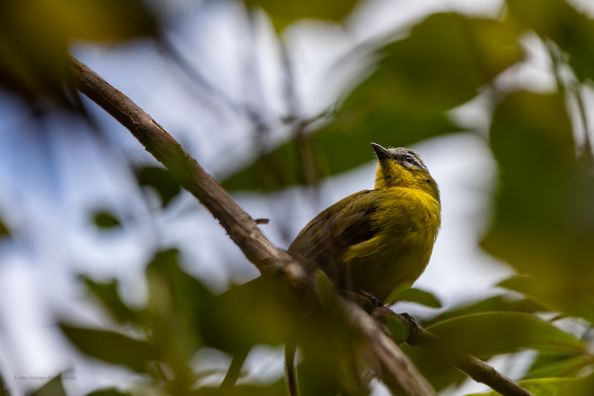 Superciliaried Hemispingus - ML644194326