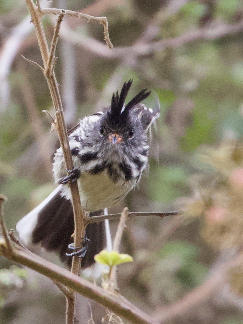 Black-crested Tit-Tyrant - ML644194337
