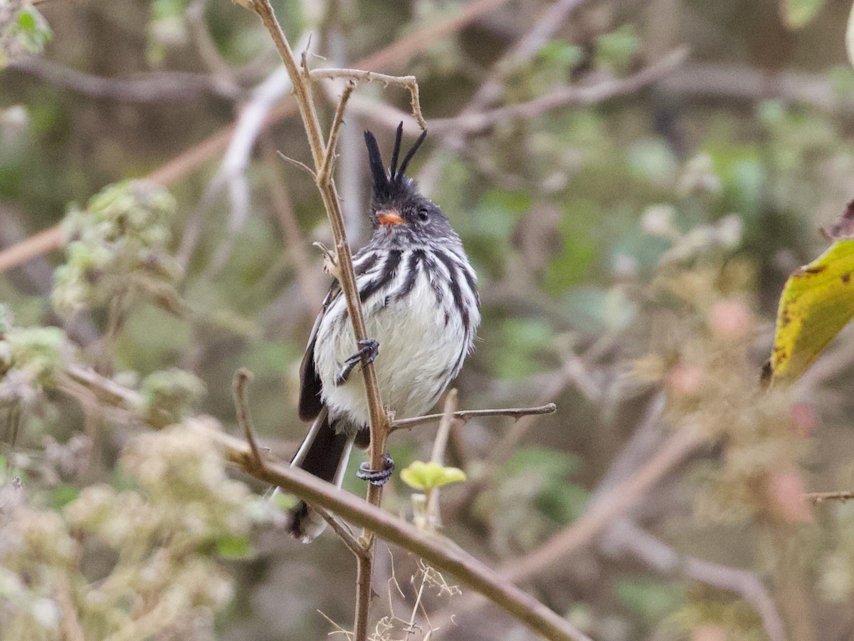 Black-crested Tit-Tyrant - ML644194341