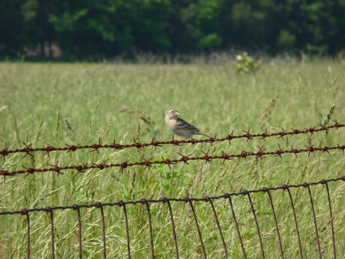 Grasshopper Sparrow - ML644194358