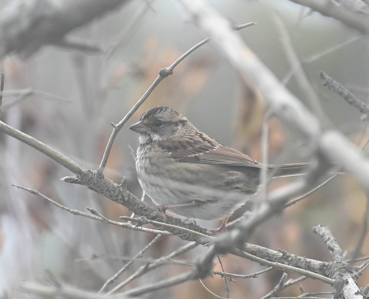 White-throated Sparrow - ML644194365