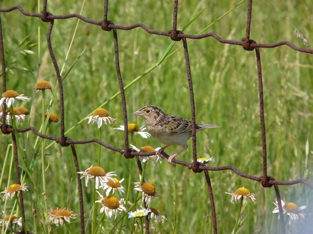 Grasshopper Sparrow - ML644194366