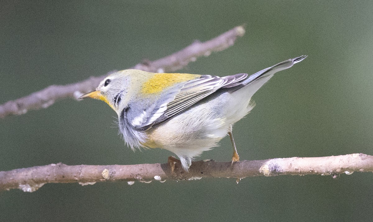 Northern Parula - ML644194368