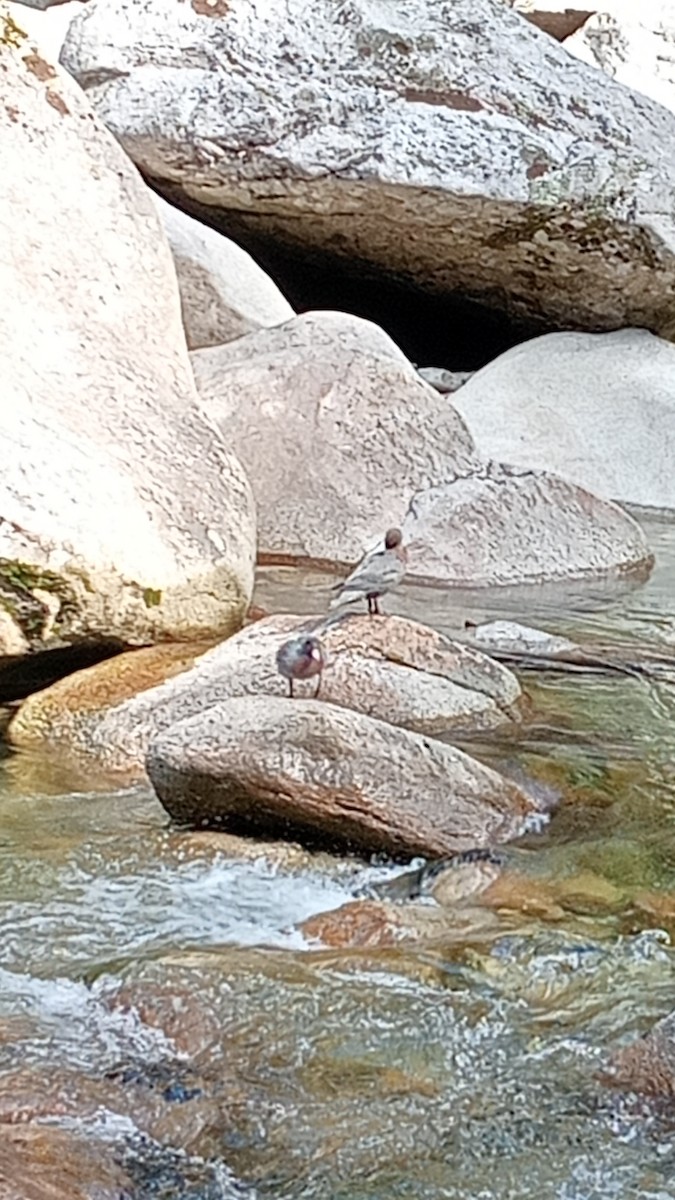 Blue Duck - ML644194371