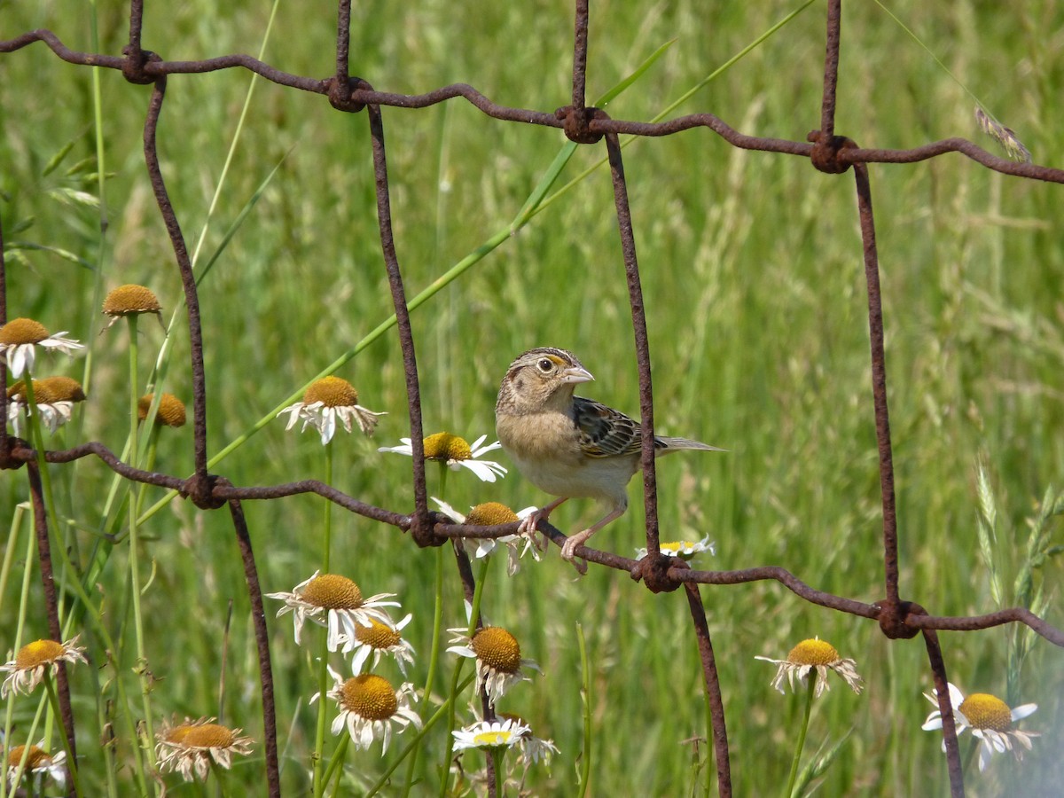Grasshopper Sparrow - ML644194372