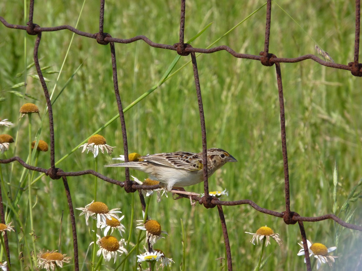 Grasshopper Sparrow - ML644194373
