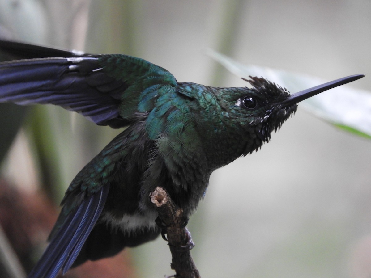 Green-crowned Brilliant - ML644194389