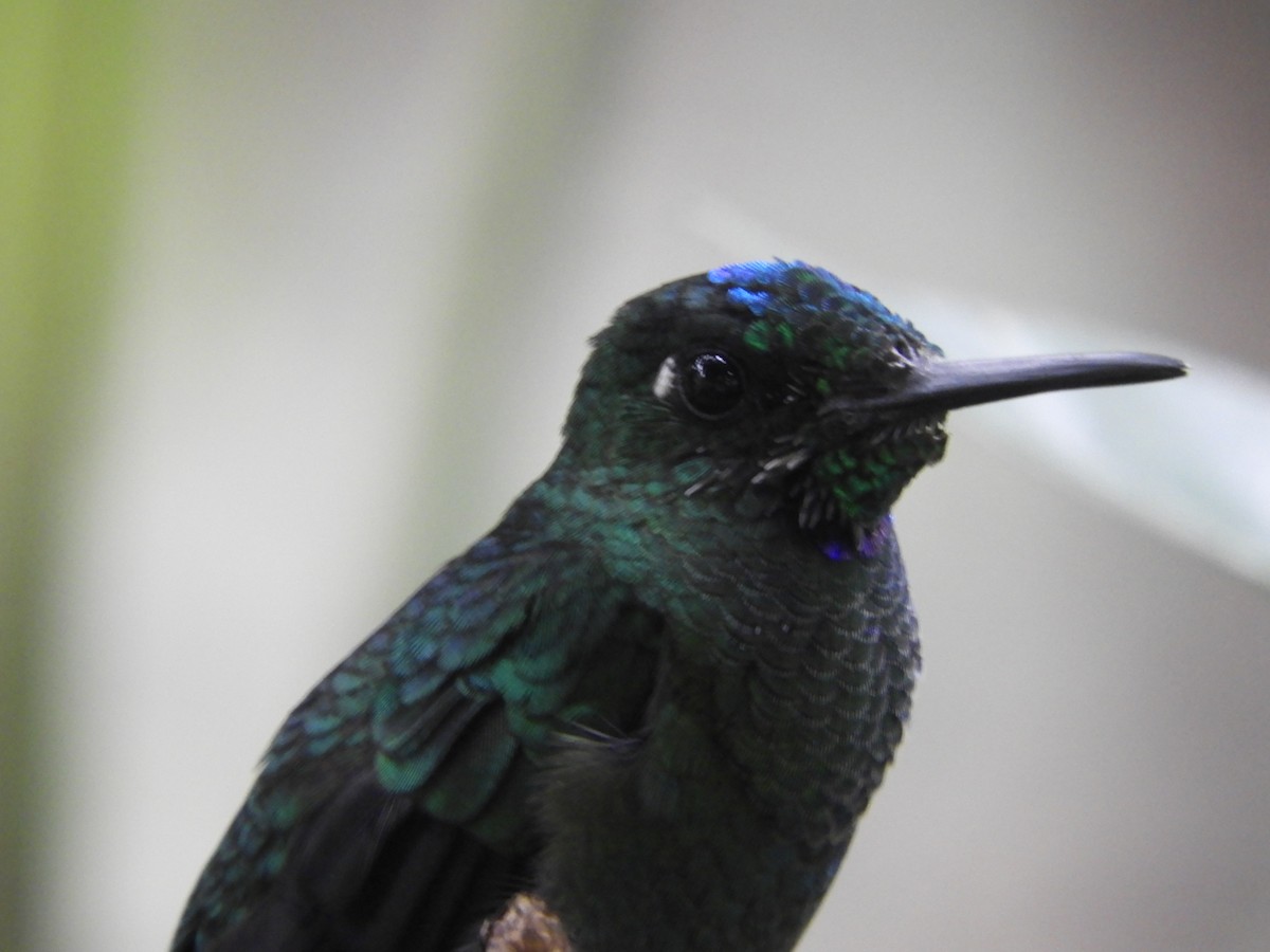 Green-crowned Brilliant - ML644194390