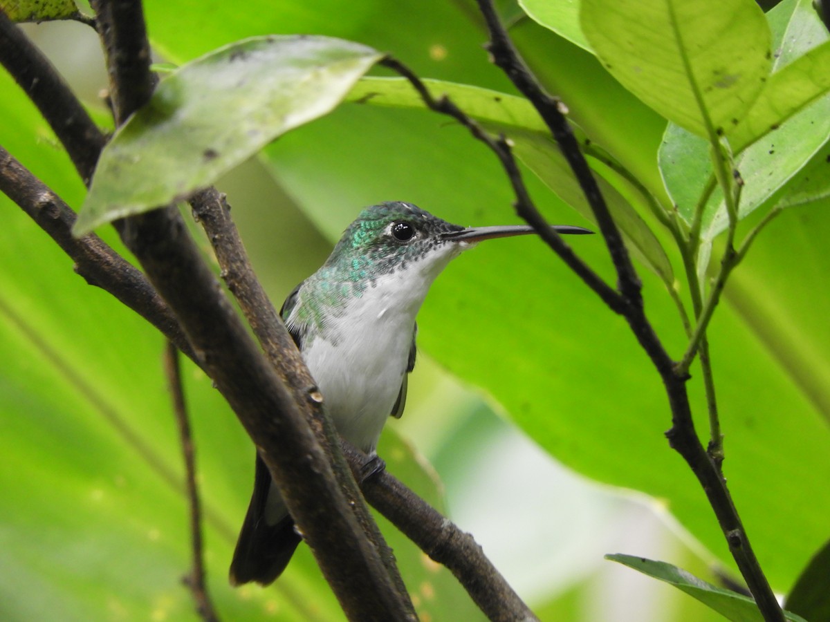Andean Emerald - ML644194415