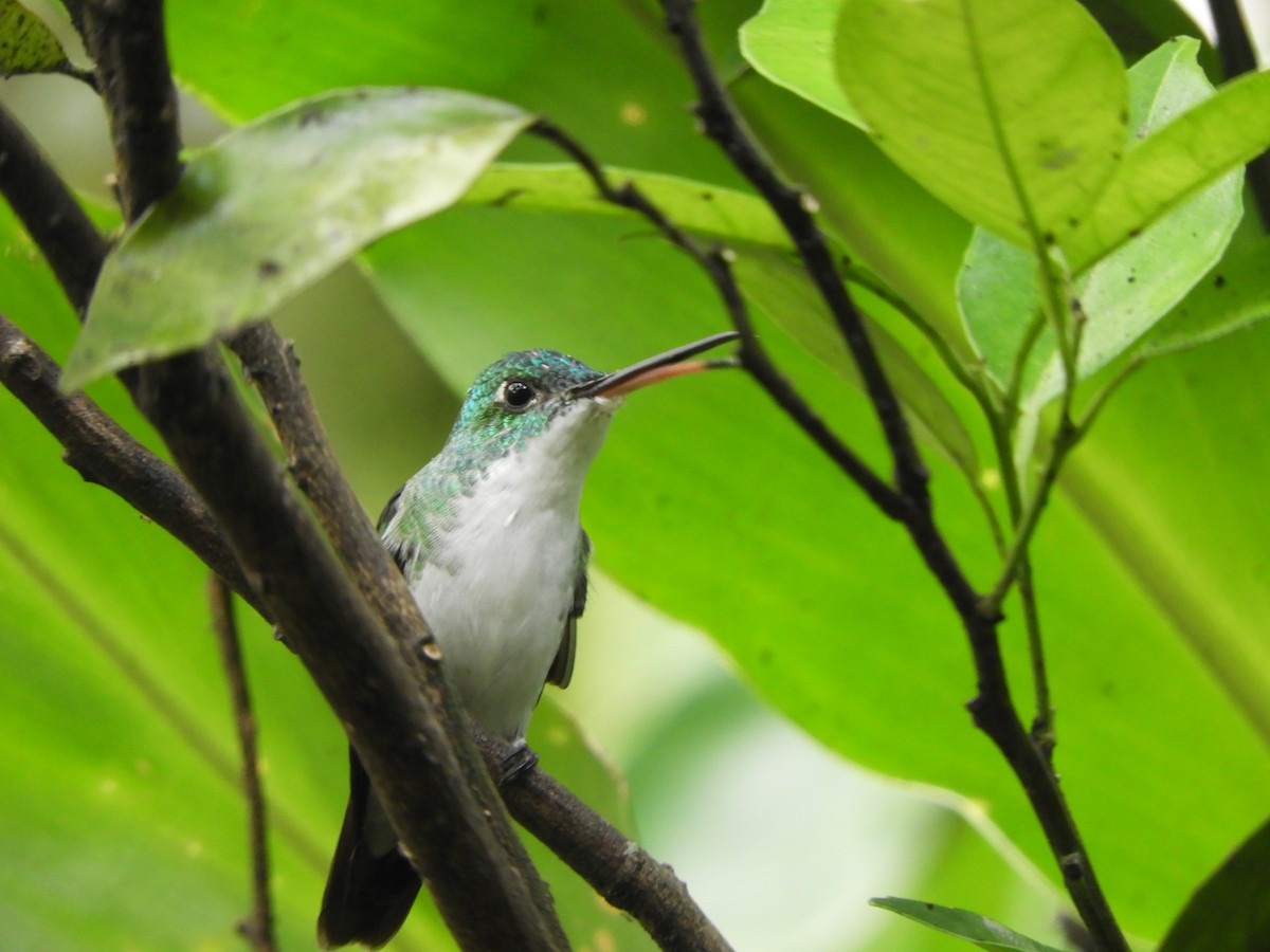 Andean Emerald - ML644194416