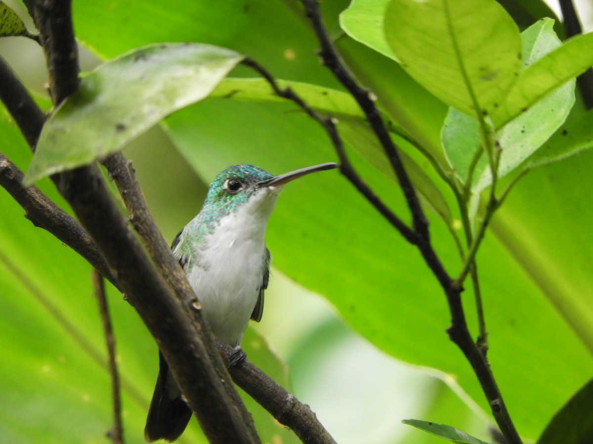 Andean Emerald - ML644194417