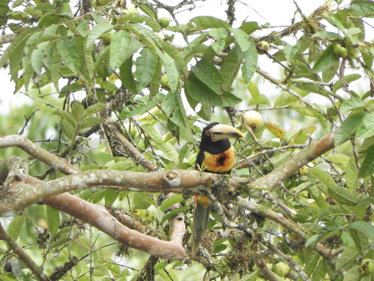 Collared Aracari - ML644194421