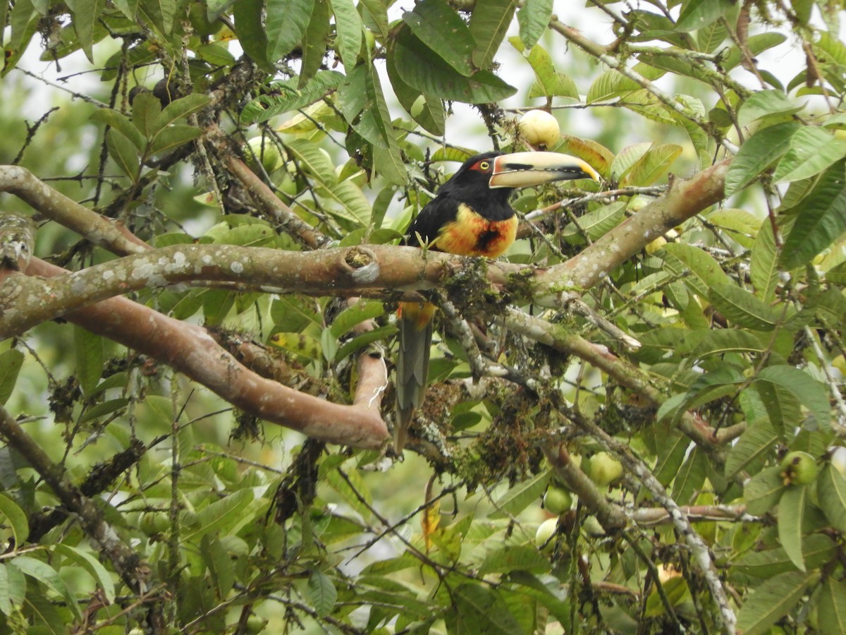 Collared Aracari - ML644194422
