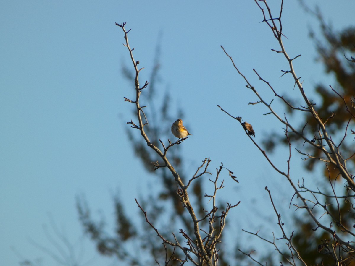 Yellow-rumped Warbler - ML644194425