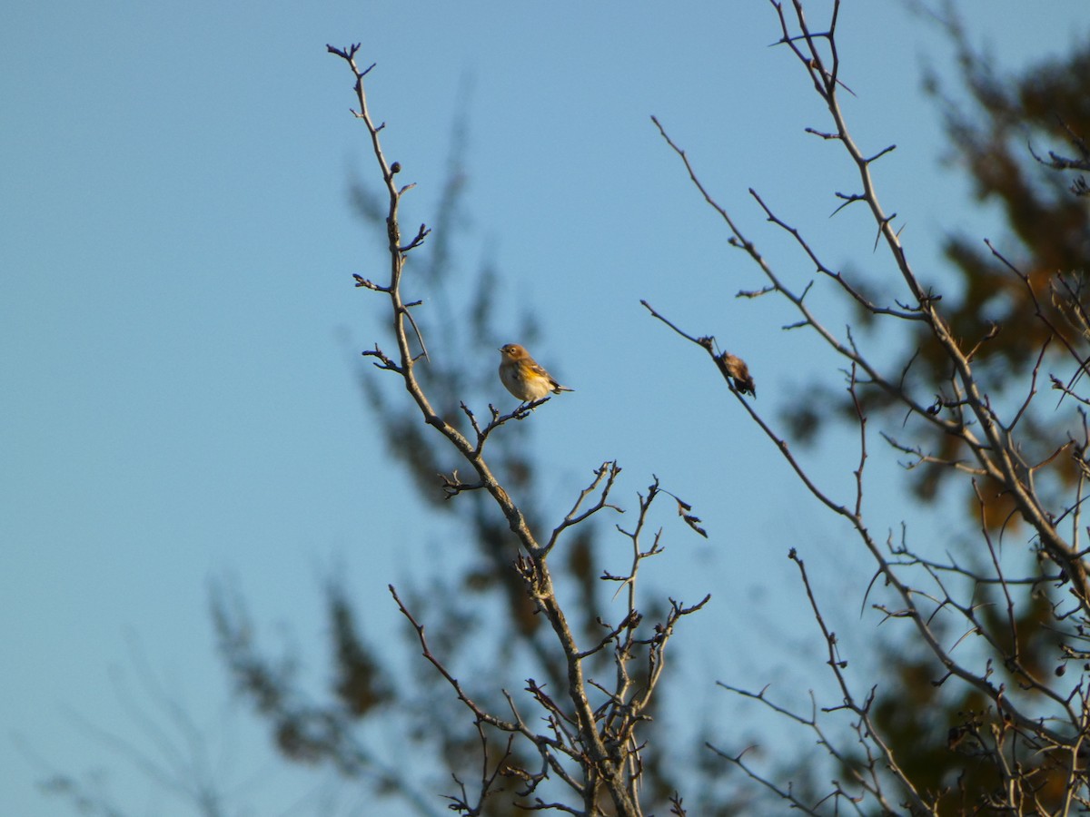 Yellow-rumped Warbler - ML644194426