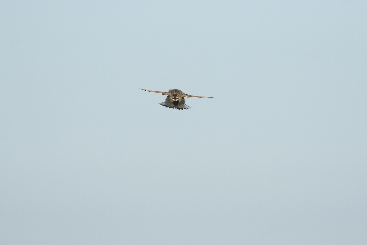 Thick-billed Longspur - ML644194430