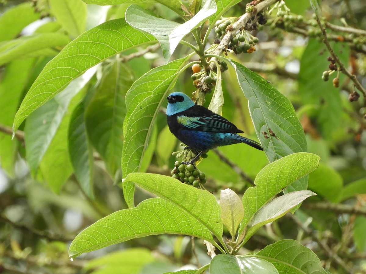 Blue-necked Tanager - ML644194449