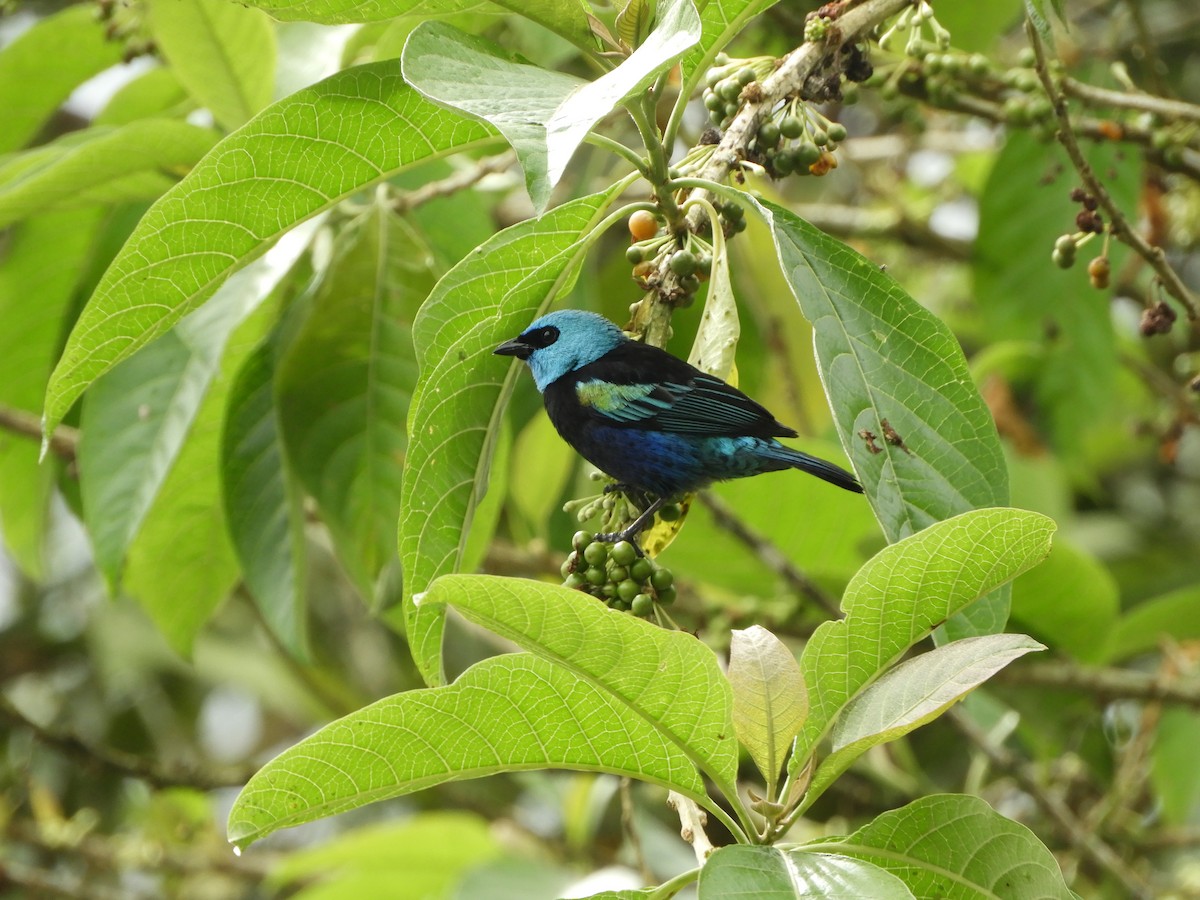 Blue-necked Tanager - ML644194450