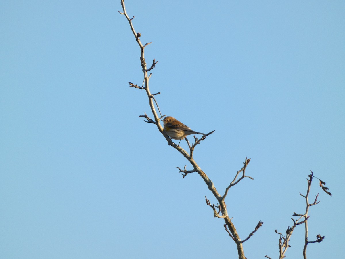 Yellow-rumped Warbler - ML644194451
