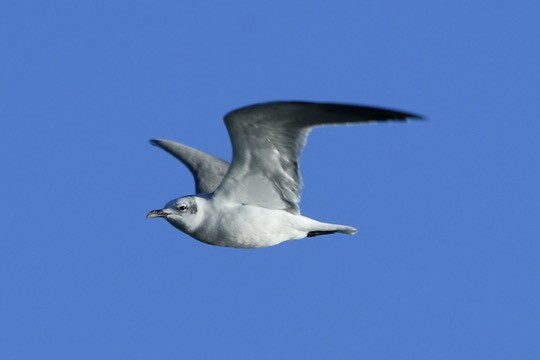 Laughing Gull - ML644194452
