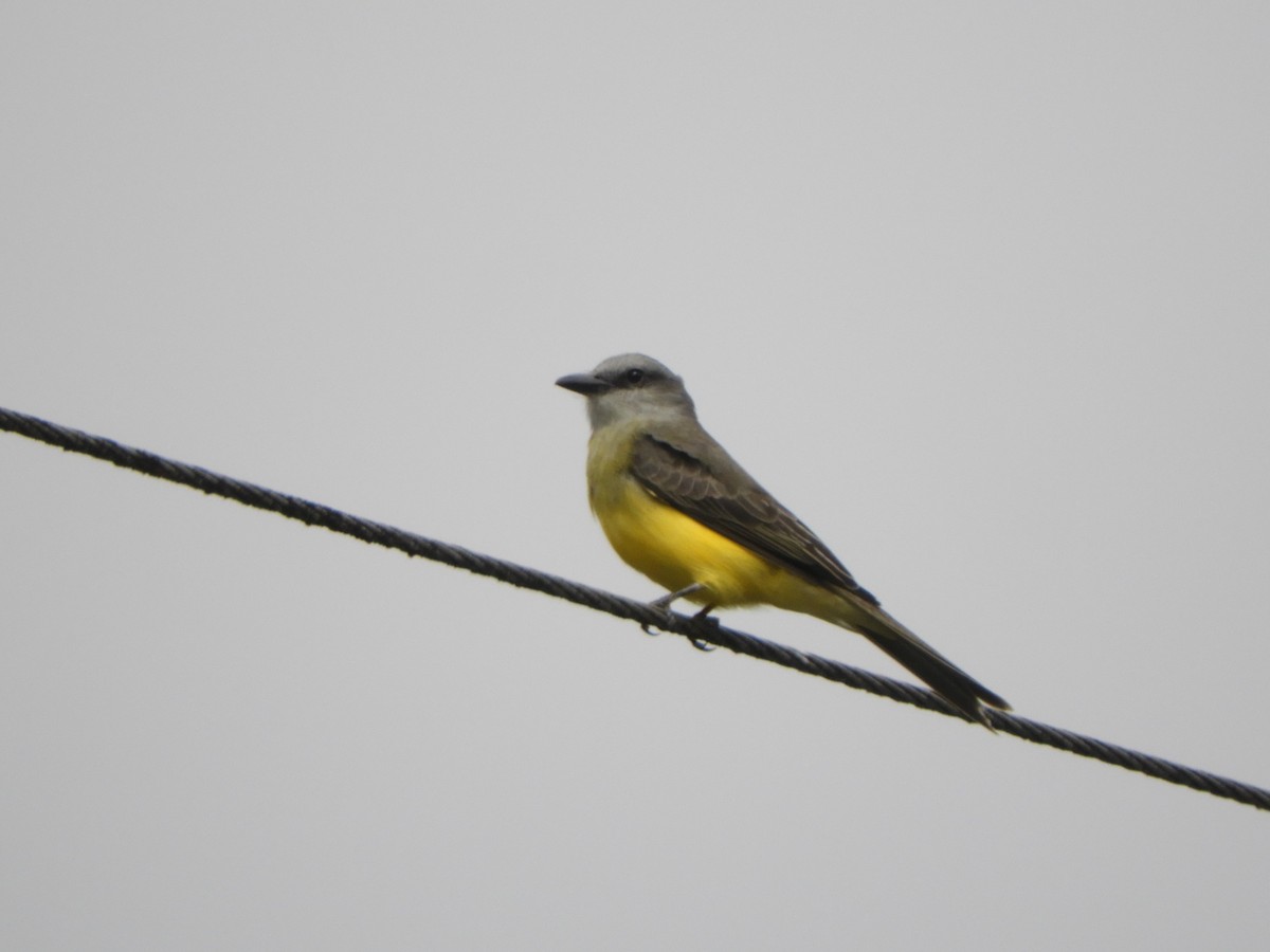Tropical Kingbird - ML644194457