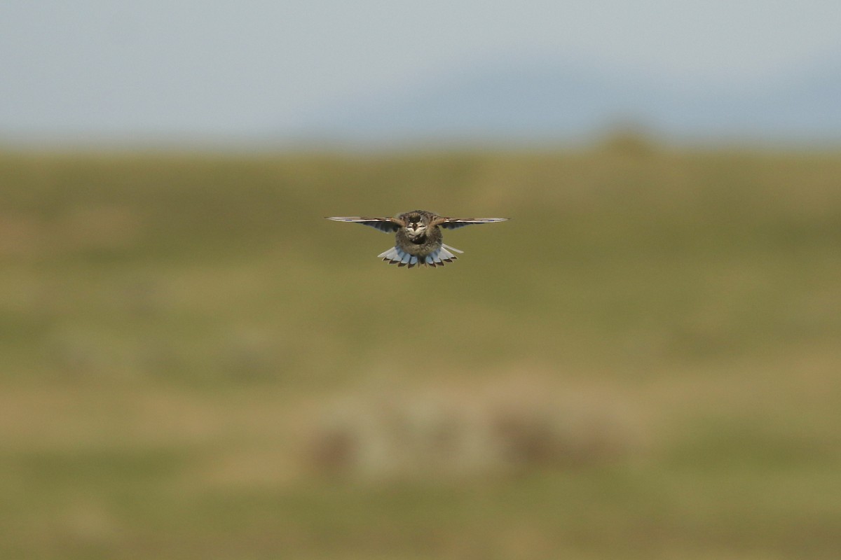 Thick-billed Longspur - ML644194460