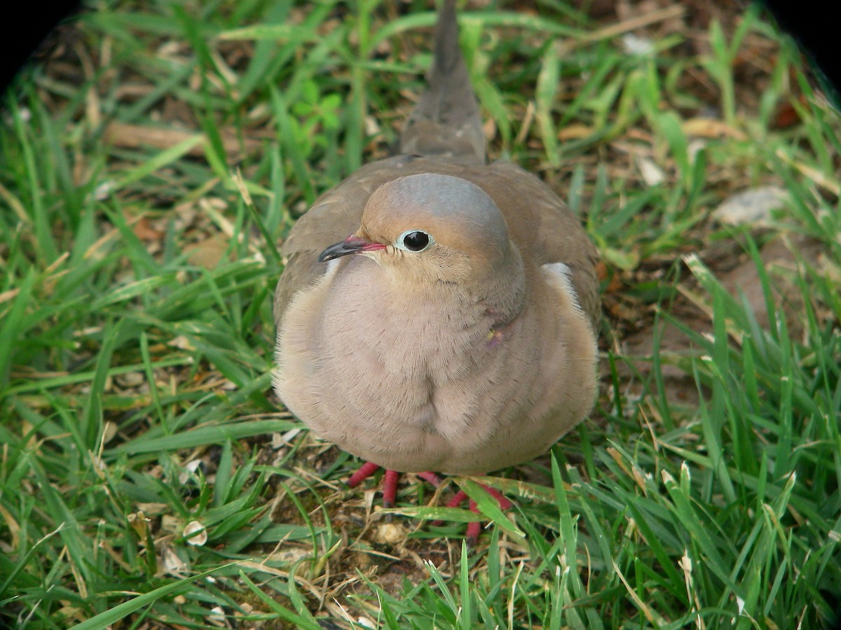 Mourning Dove - ML644194467